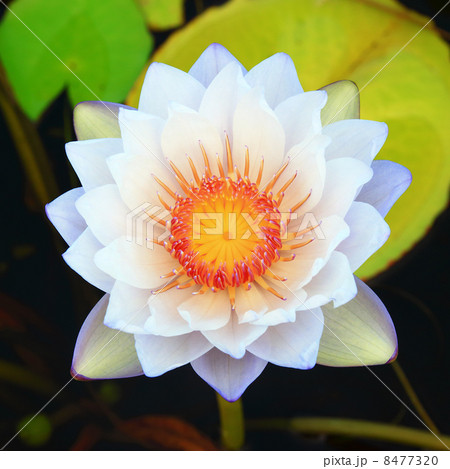 lotus flower background 8477320