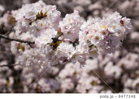 京都御苑　車返桜 8477348