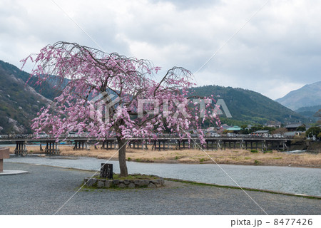 嵐山　中の島公園 8477426