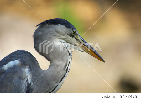 アオサギ上半身右向き 8477458