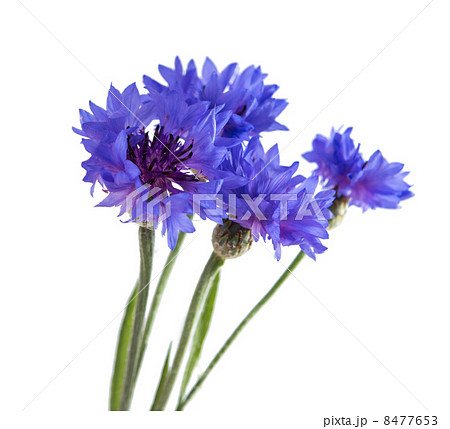 Flowers cornflowers Flowers cornflowers 8477653