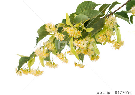 linden flowers linden flowers 8477656