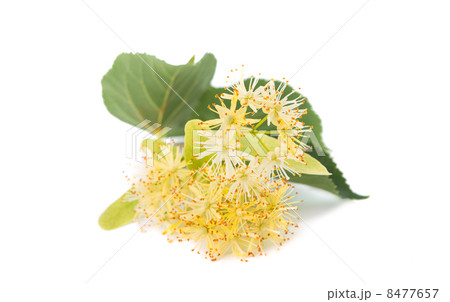 linden flowers linden flowers 8477657