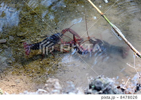 戦い 戦い 8478026