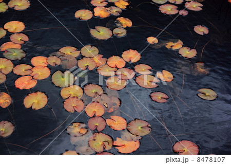 尾瀬ヶ原のヒツジグサ 尾瀬ヶ原のヒツジグサ 8478107