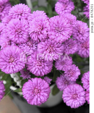 アスター ミステリーレデイー アスター ミステリーレデイー 8478201