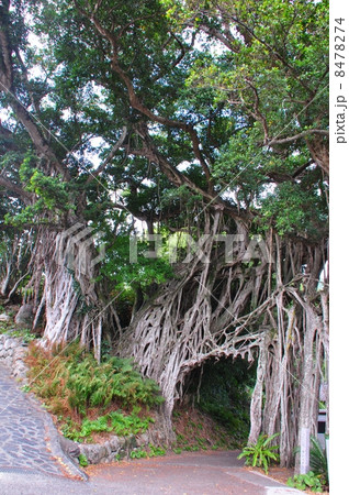 仲間ガジュマル 8478274