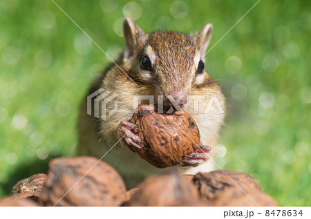 クルミを食べるシマリス 8478634