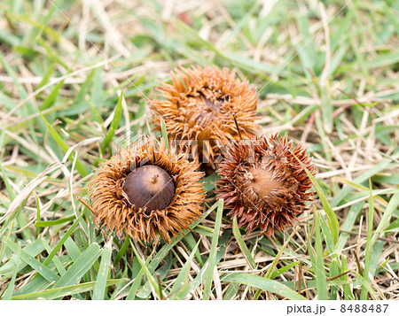 カシワの実 8488487