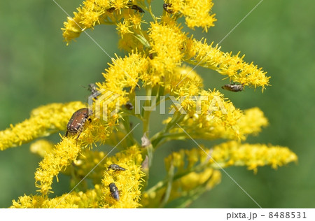 セイタカアワダチソウに集まる虫たち セイタカアワダチソウに集まる虫たち 8488531