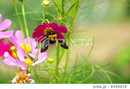 クマ蜂とコスモス　蜜を吸う熊蜂 8488828