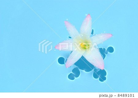 水に浮かぶハブランサスの花 8489101