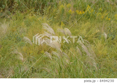 淺川河川敷の秋　八王子市 8494230
