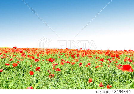 red poppy 8494344