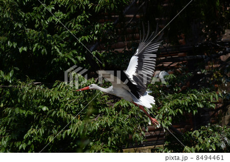 シュバシコウ シュバシコウ 8494461
