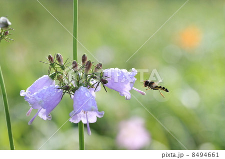 アブとツリガネニンジンの花 アブとツリガネニンジンの花 8494661
