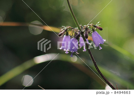 ツリガネニンジンの花 ツリガネニンジンの花 8494663