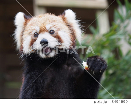おやつをもらったレッサーパンダ 8494699