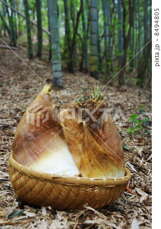 フレッシュ掘りたてタケノコ 8494805