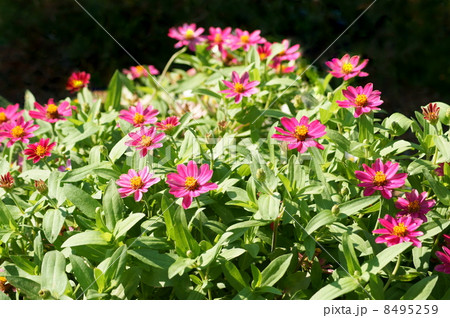 ジニア(ピンク):百日草 ジニア(ピンク):百日草 8495259