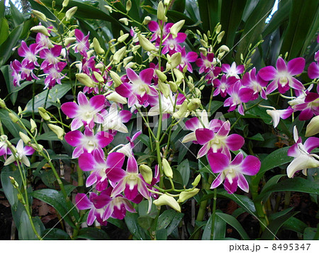 お似合いの二人 お似合いの二人 8495347