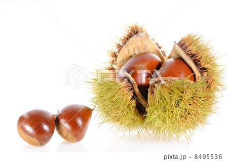 栗 栗 8495536