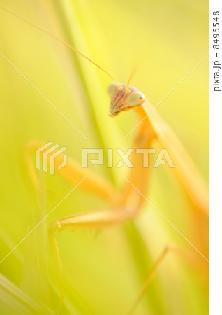 カマキリ 8495548