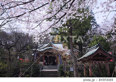 東京都・芝東照宮 8495689