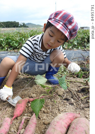 芋堀り 8495791