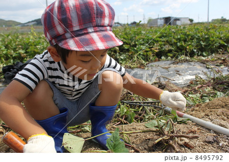 芋掘り 8495792