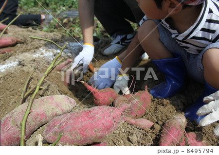 芋掘り 8495794