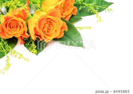 薔薇 8495865