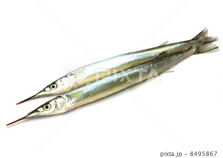 サヨリ 8495867