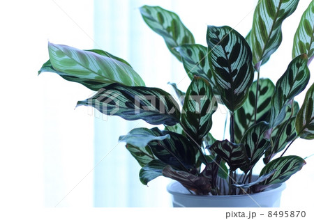 カラテア 8495870