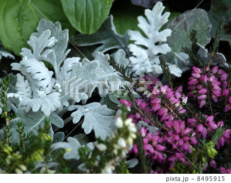 シロタエギクとエリカ・ダーリエンシス 8495915