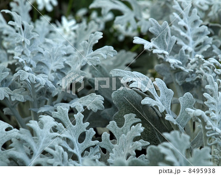 シロタエギク 8495938