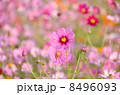 コスモス畑のピンクのコスモス 8496093