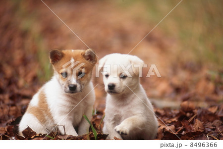 仲良し仔犬 8496366