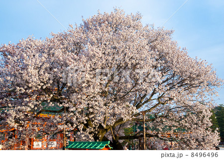 平安神宮　左近の桜 8496496
