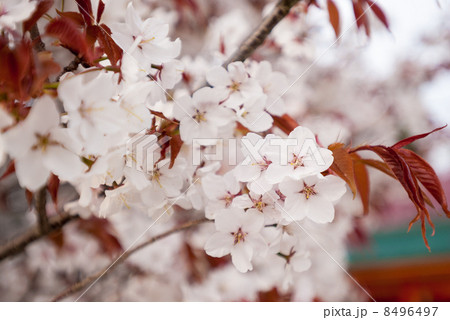 平安神宮 左近の桜 平安神宮 左近の桜 8496497