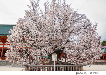 平安神宮 左近の桜 平安神宮 左近の桜 8496500