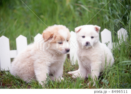 仲良し仔犬 仲良し仔犬 8496511
