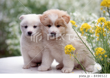仲良し仔犬 8496522