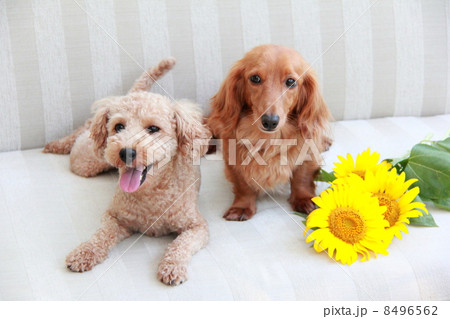ひまわりとトイプードルとミニチュアダックスの写真素材