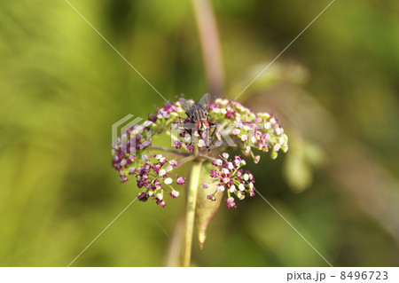 ノタケ紫の花ハエ ノタケ紫の花ハエ 8496723