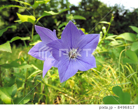 キキョウ／昭和記念公園 8496817