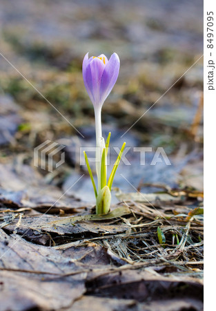 Crocus sativus Crocus sativus 8497095