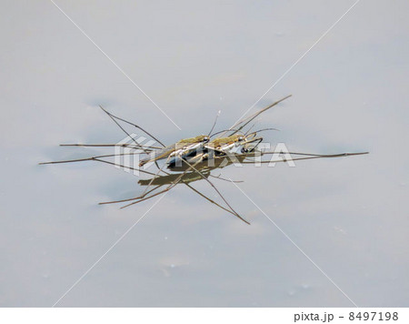 アメンボ/昭和記念公園 アメンボ/昭和記念公園 8497198