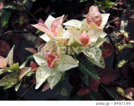 ハツユキカズラ／昭和記念公園 8497199