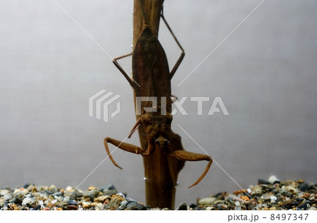 タイコウチ 8497347